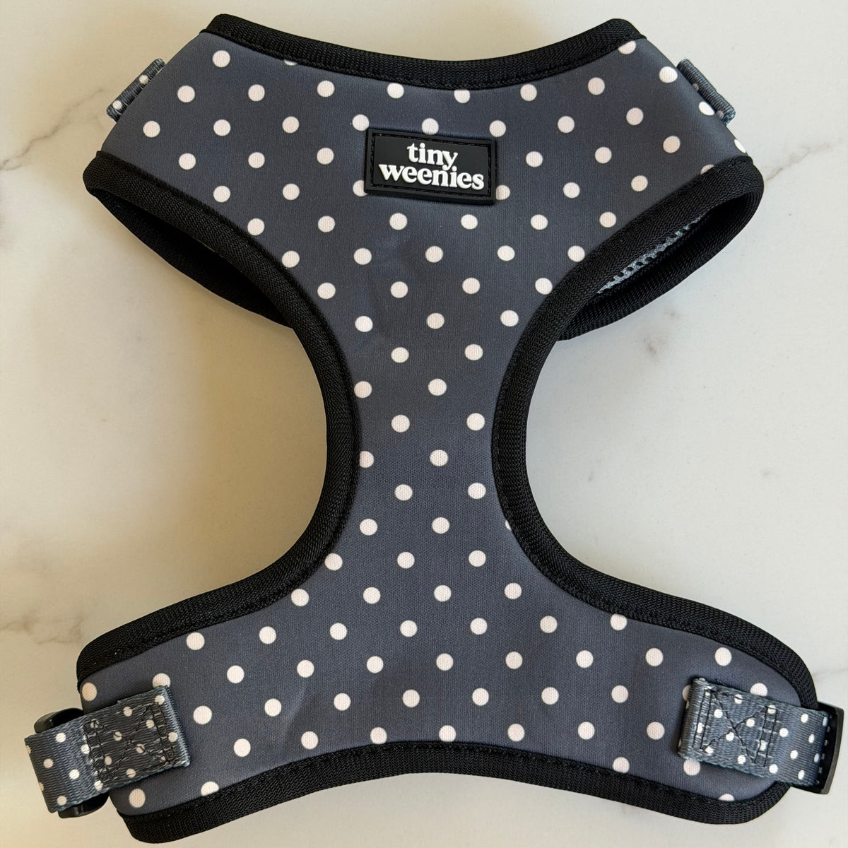Dachshund wearing a Tiny Weenies step-in harness