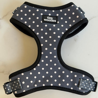 Dachshund wearing a Tiny Weenies step-in harness