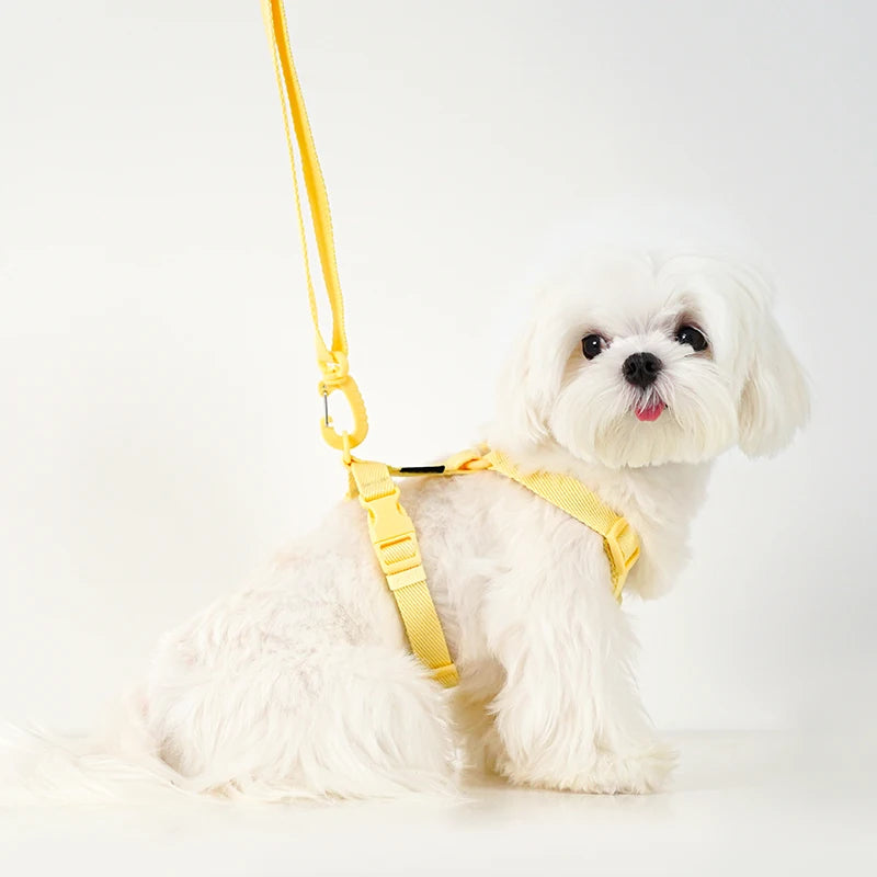 Small dog wearing the macaron pastel harness with matching leash