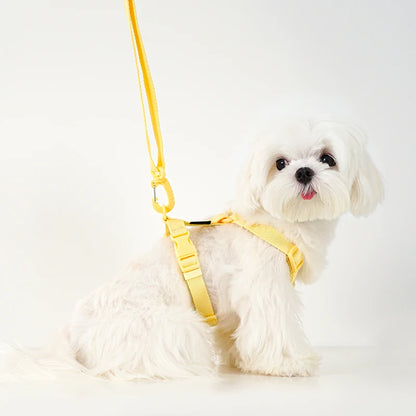 Small dog wearing the macaron pastel harness with matching leash
